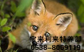 尚村皮张加盟商的技术顾问讲解毛皮类狐狸饲养场卫生防疫措施