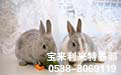 四川肉兔养殖技术顾问讲解毛皮类动物家兔的生活习性
