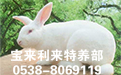 河南獭兔养殖专家讲解獭兔优良生产技术