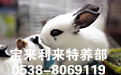 四川肉兔养殖技术顾问讲解兔耳痒螨病的病症