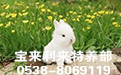 贵州长毛兔养殖人员讲解毛皮类动物兔饲养的卫生管理方法