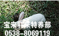 江苏长毛兔养殖技术员讲解冬季兔患波氏杆菌病的病症