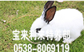 山东蒙阴长毛兔养殖专家讲解夏秋季节预防治疗家兔农药中毒的方法