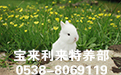 江苏太仓獭兔养殖项目加盟商技术顾问教您冬季如何有效预防仔兔死亡