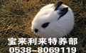 安徽长毛兔养殖基地的技术员教您如何让仔兔健康成长