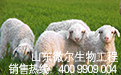 山东益生素生产技术员讲解圈养羊夏季易发病的防治