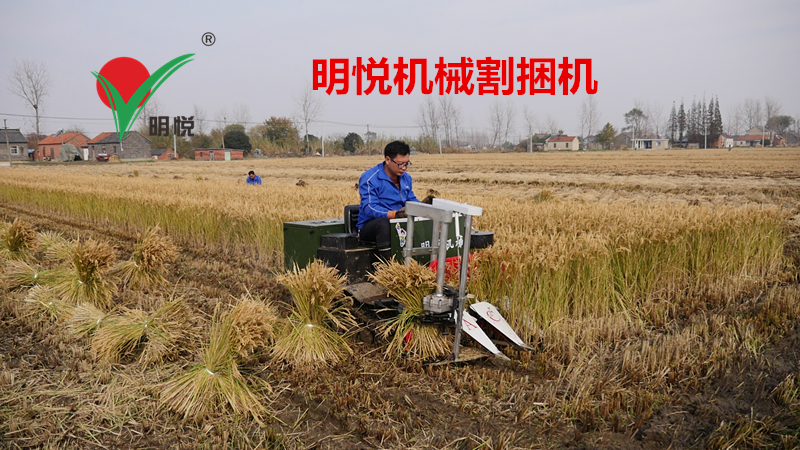 经济实惠的水稻割捆机