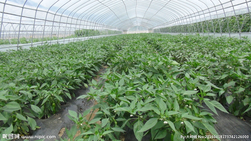 新疆蔬菜大棚早春季节在温室大棚种植时有五点建议,让蔬菜生长的更好