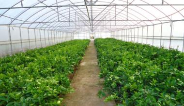新疆大棚如何防治温室番茄灰霉病