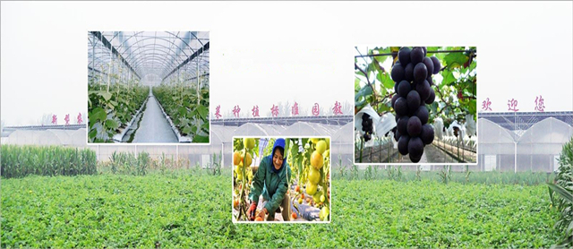 新疆蔬菜大棚设计解析节水灌溉要点