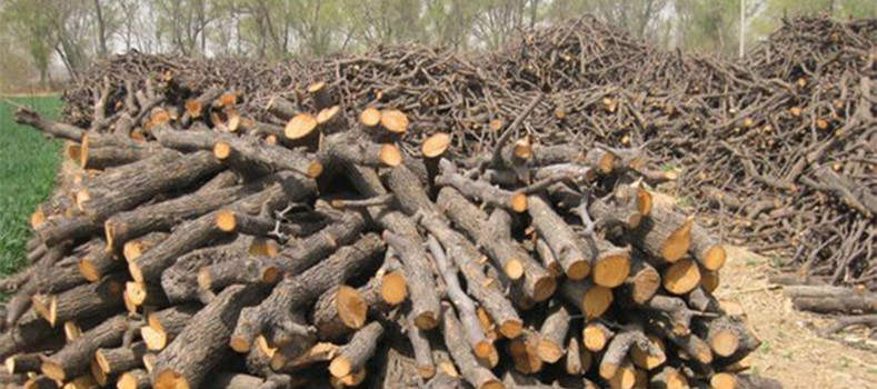 新疆枣木劈柴的优势和它所起的作用