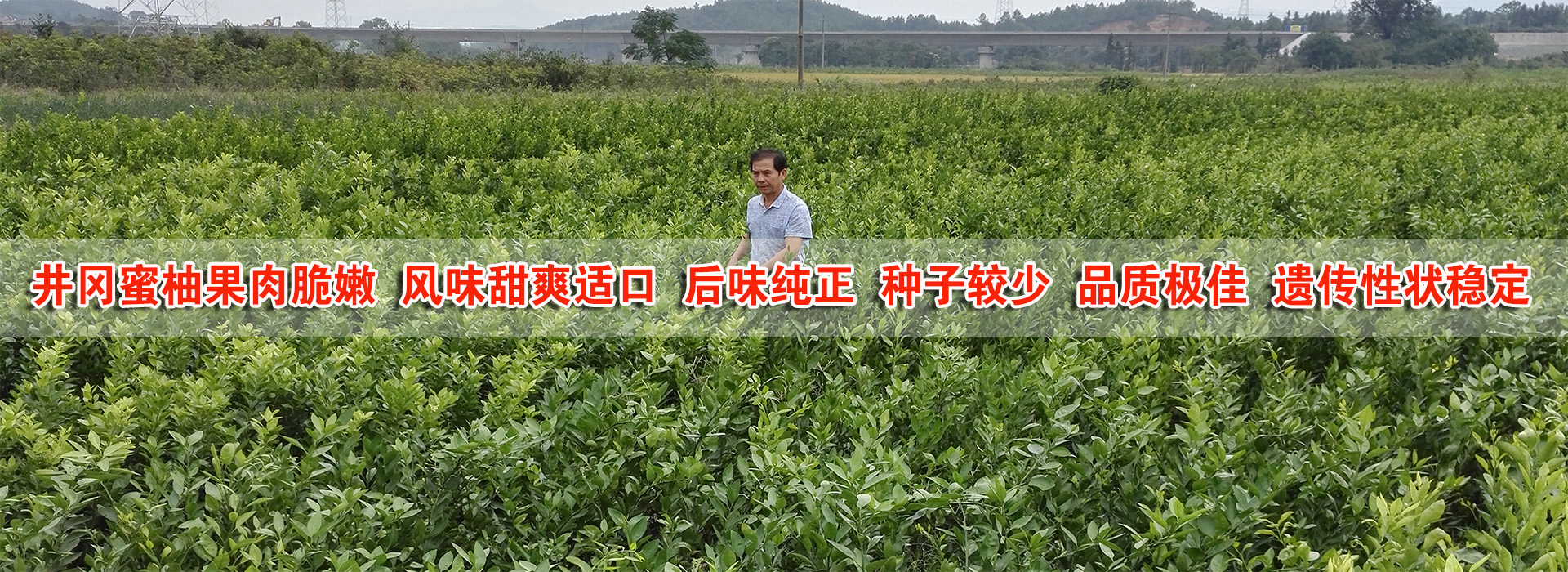 吉安近两年新增井冈山蜜柚苗面积400余亩及井岗蜜柚的三个品种