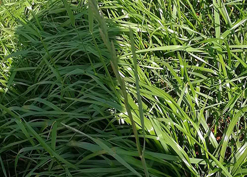 云南黑麦草草种播种方法有哪些？