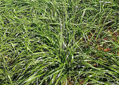 冬季黑麦草如何养护？