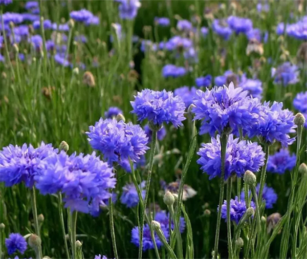 昆明二月蓝农业教大家几招花种播种方法及花种的养护方法
