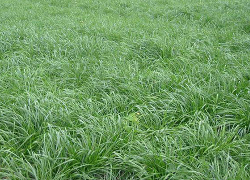 玉溪黑麦草种子厂家给大家介绍一下多年生黑麦草，种植技术介绍。