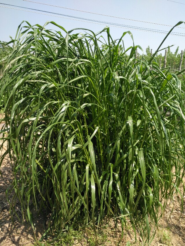 迪庆黑麦草种子批发商给大家讲讲什么样的种植密度能让黑麦草的种植效益最大化？