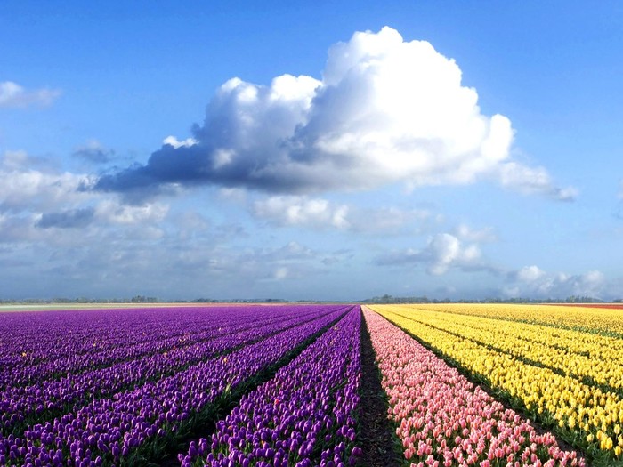 新疆花卉种子批发厂家带您了解紫花苜蓿杂草防治