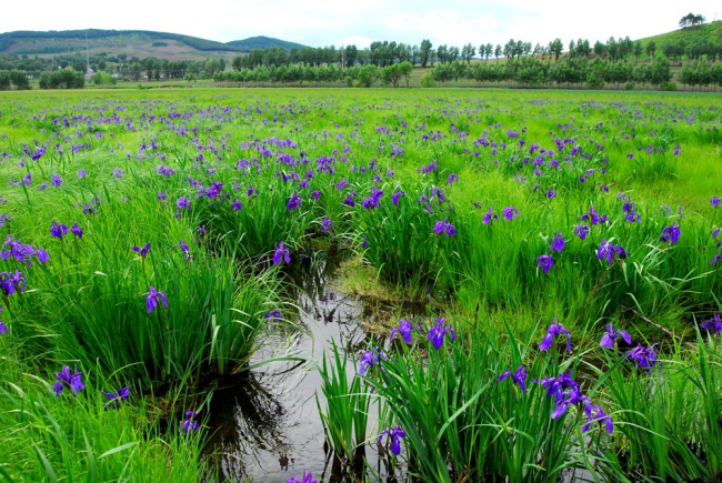 新疆苜蓿种子销售为您分享大叶紫花苜蓿的主要特征