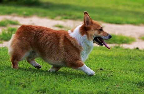 柯基犬性情适合看家吗？