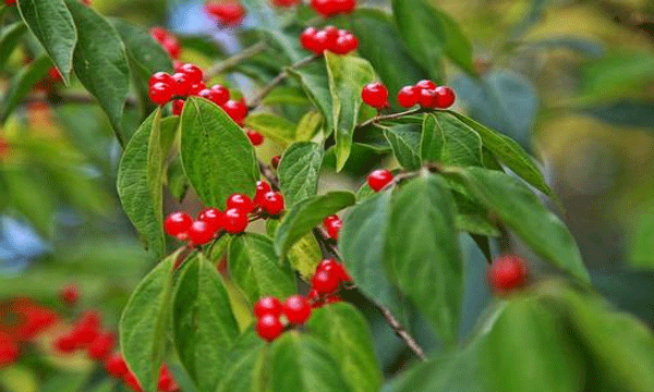 有着两千多年历史的“奇珍异宝”山茱萸的要怎样养育和加工