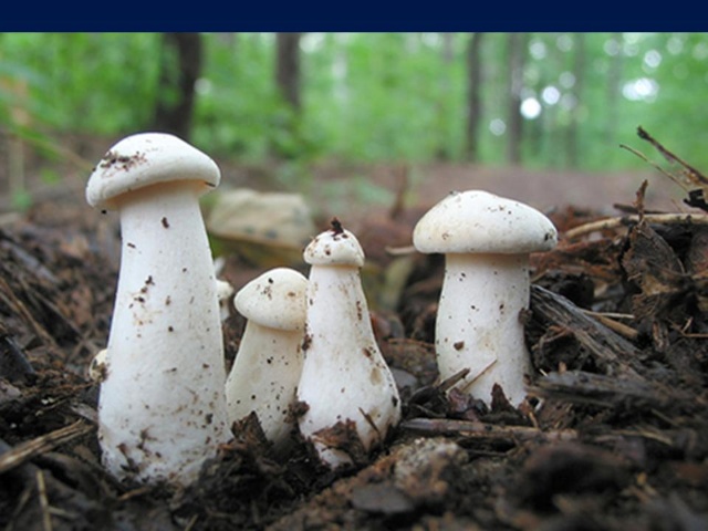 永昌大酒店教您如何在野外找蘑菇圈找到更多蘑菇