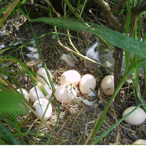 吉安乌鸡蛋介绍乌鸡蛋的营养和药用价值