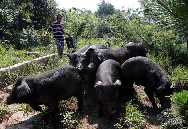 江西藏香猪分享可作为猪的好饲料的农作物