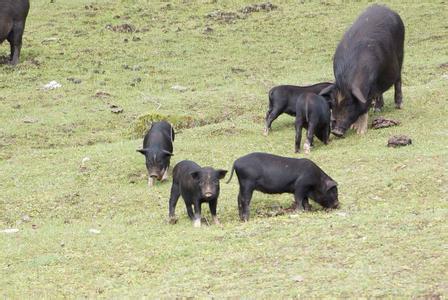 江西藏香猪分享在养猪的过程中如何稳抓关键期