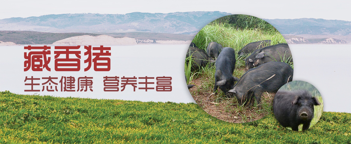 江西藏香猪共享香猪饲养技术