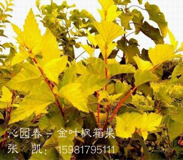 金叶风箱果