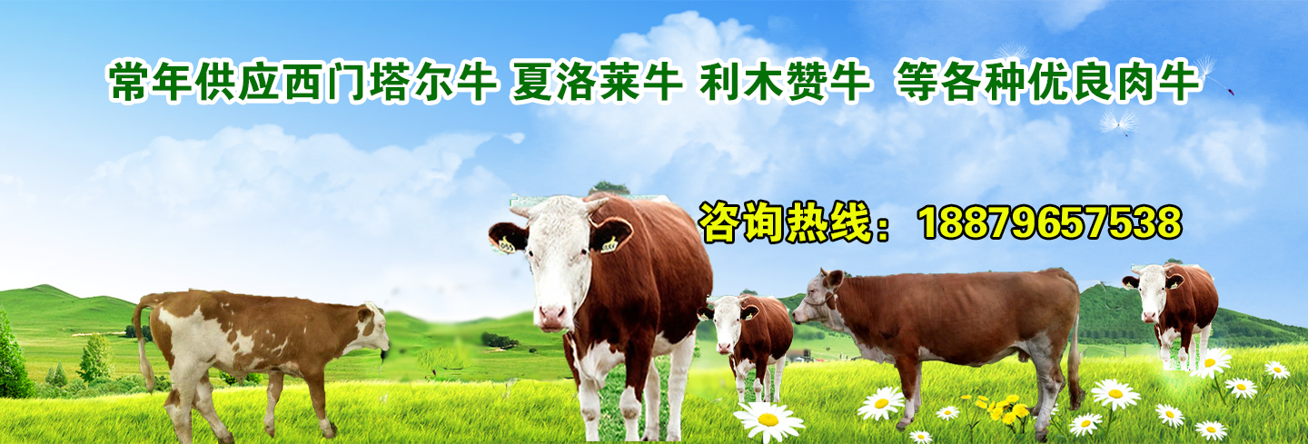 福建西门塔尔牛阐述中国肉牛产业发展的现状与展望