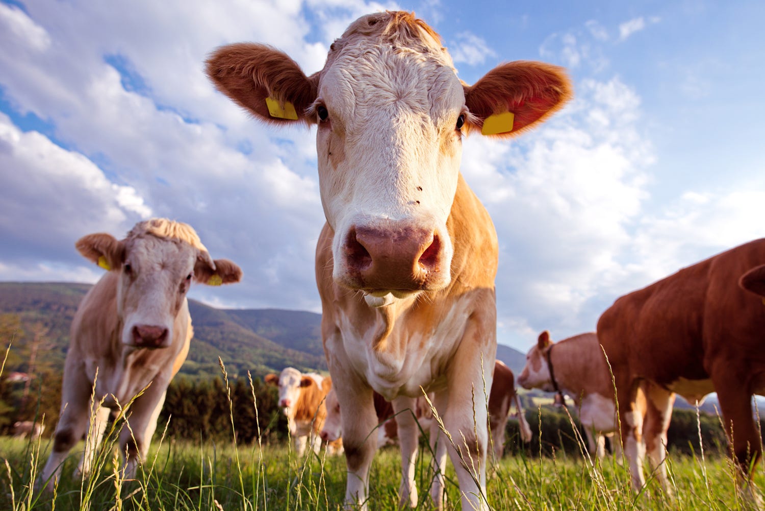 湖南西门塔尔牛分享哪用中药方剂用到牛肉