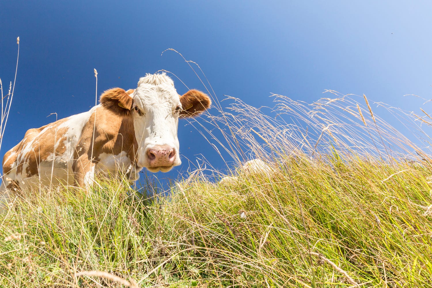 江西西门塔尔牛告诉您在冬季如何让肉牛长肉