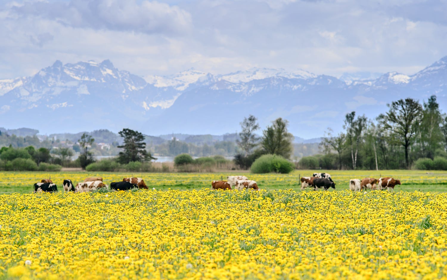 湖南西门塔尔牛提供冬季肉牛掉膘的解决方法