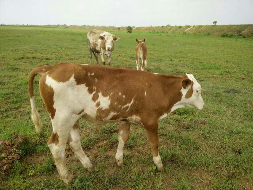 江西西门塔尔牛阐述奶牛繁殖障碍及应对方法
