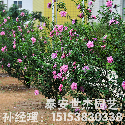 新疆木槿苗种植基地教您讲解养兰花种植正确选择肥料
