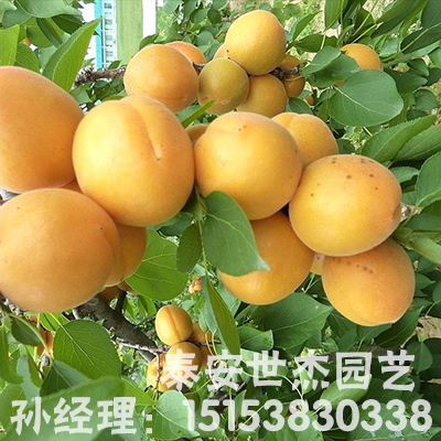 宁夏金太阳杏树苗采购基地教你新鲜杏子延长保质期的新方法