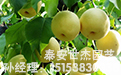 陕西黄冠梨种植技术人员教你常见病虫害的治理