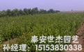 陕西黄冠梨树苗种植基地的技术员给您讲解黄冠梨的优质丰产栽培技术