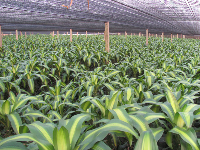 海南富贵竹栽培要领和如何区别海南富贵竹的各种品种