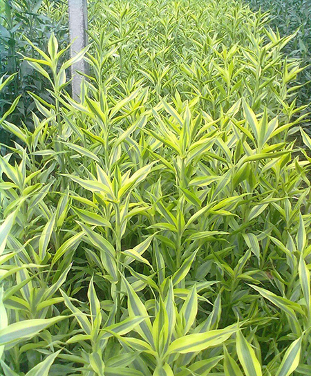 海南富贵竹种植花农除了会种富贵竹还会咱哪什么？