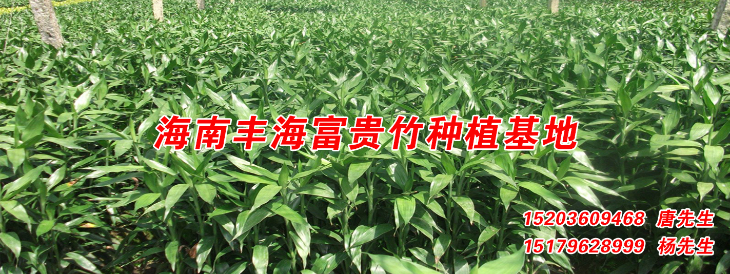 海南富贵竹关注国际花卉产业认证和标签管理