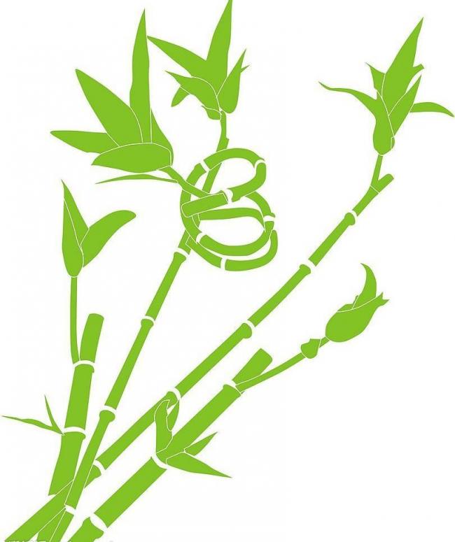 海南富贵竹如何进行大田栽培提升品质