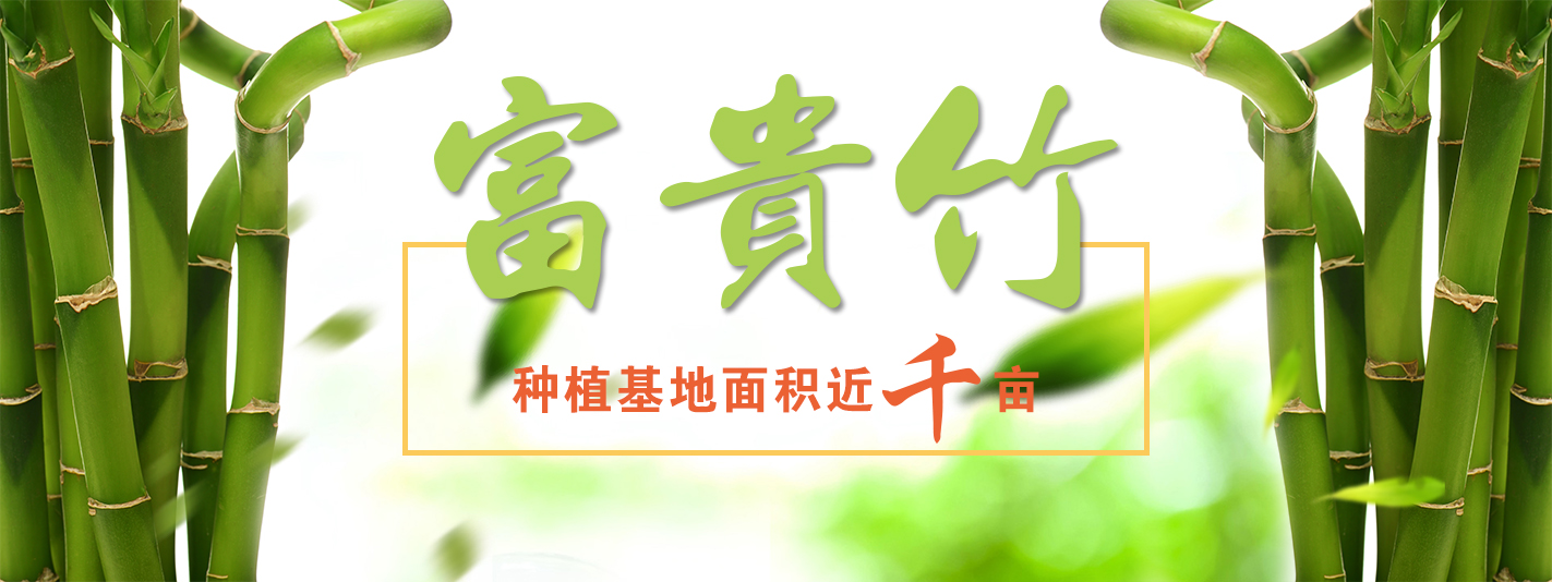 热烈庆祝海南丰海富贵竹种植基地网站上线啦
