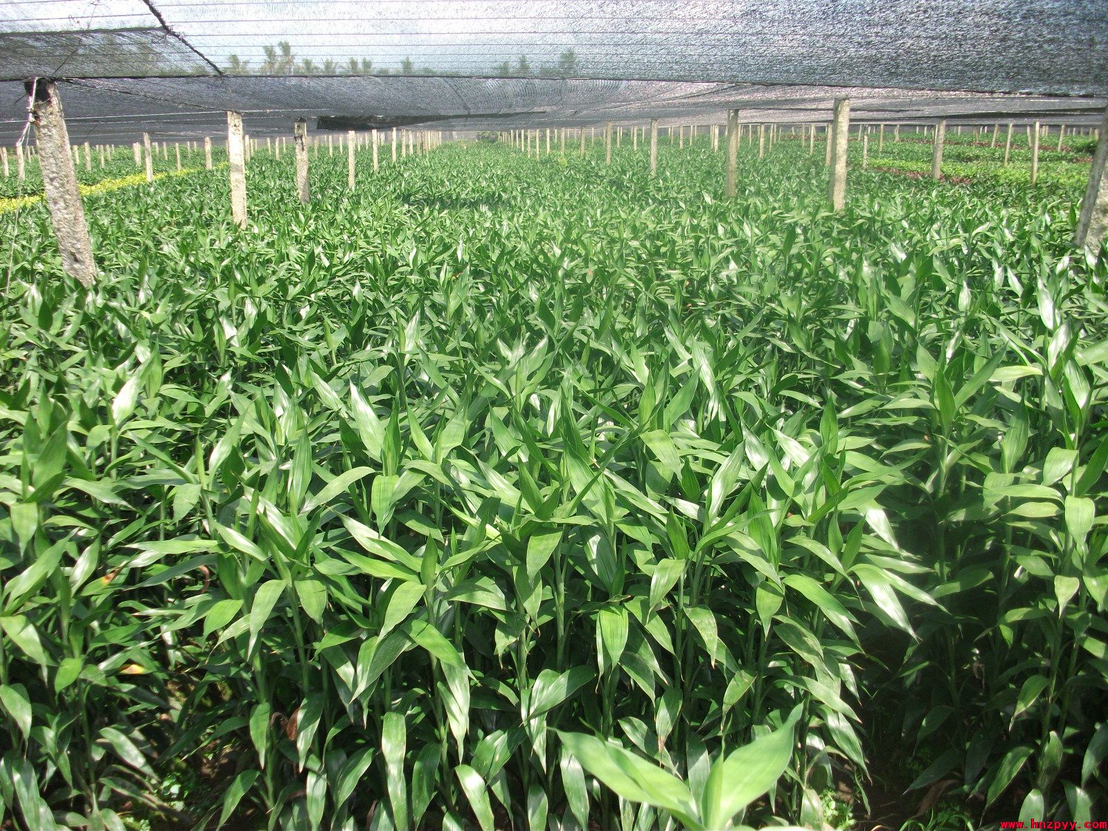 海南富贵竹分享夏天到了养什么绿植驱虫效果最好