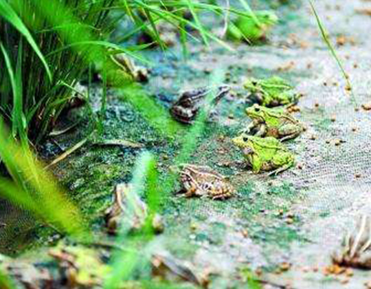 养殖青蛙对于水适宜温度把控及水质要求
