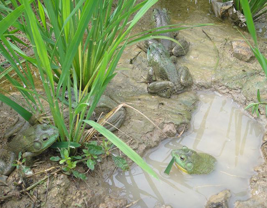 江西稻田青蛙养殖对种蛙土池围网放养模式的注意事项