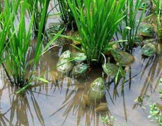 养殖青蛙蝌蚪成活率低，江西稻田青蛙批发的主要原因