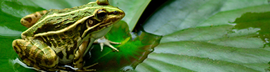 黑斑蛙种蛙与蛙苗的选择